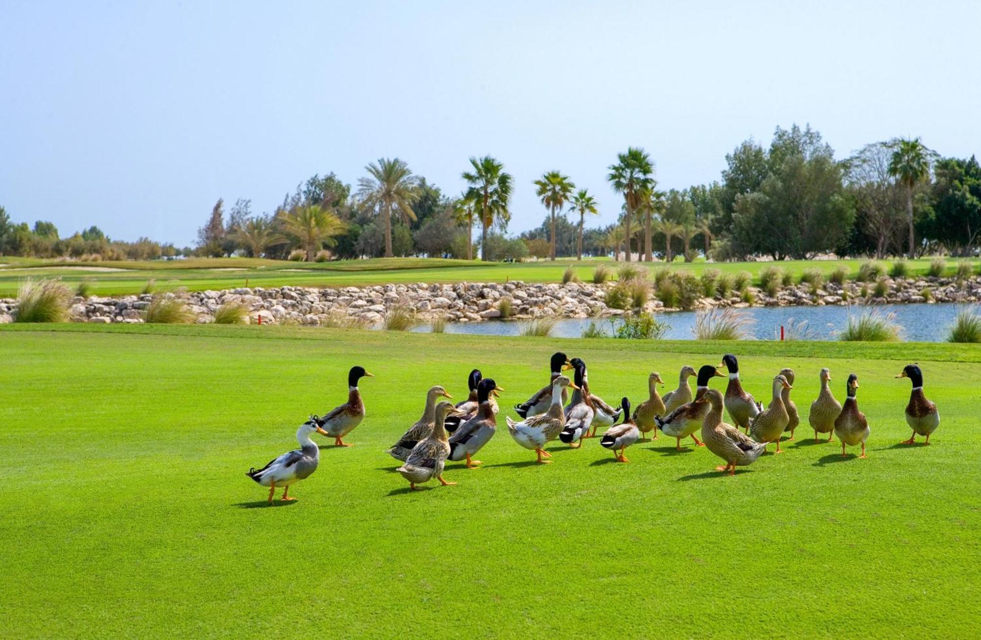 Velero Hotel Doha Lusail Екстериор снимка Ducks at the golf course